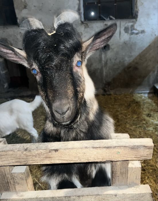 Koziołek młody do dalszej hodowli