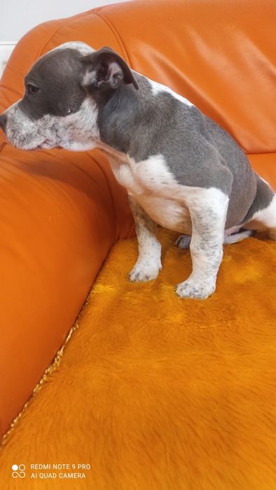 Amstaff dzewieciotygodniowy blu