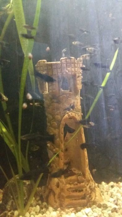 аквариумная рыбка -моллинезия