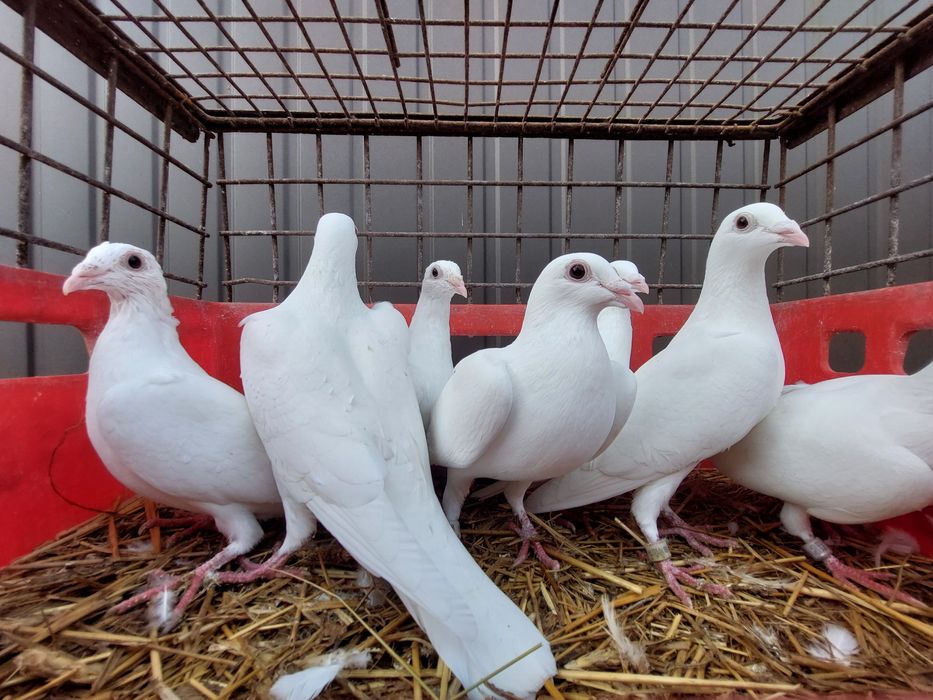 Gołębie. Białe polusy pocztowe