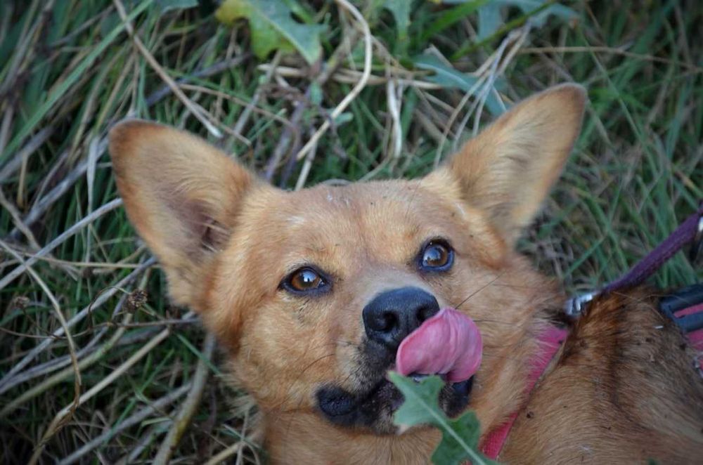 Rafi mały przerażony rudy piesek błaga o szansę ADOPCJA