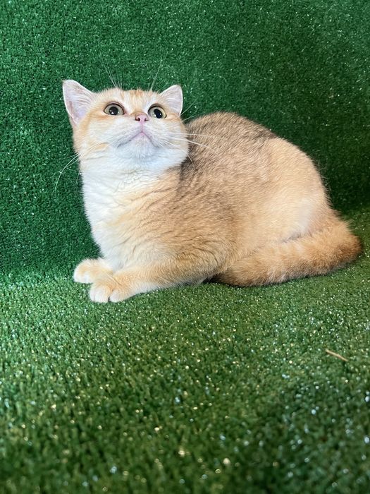 Британець золота шиншила bri by 11 терміново