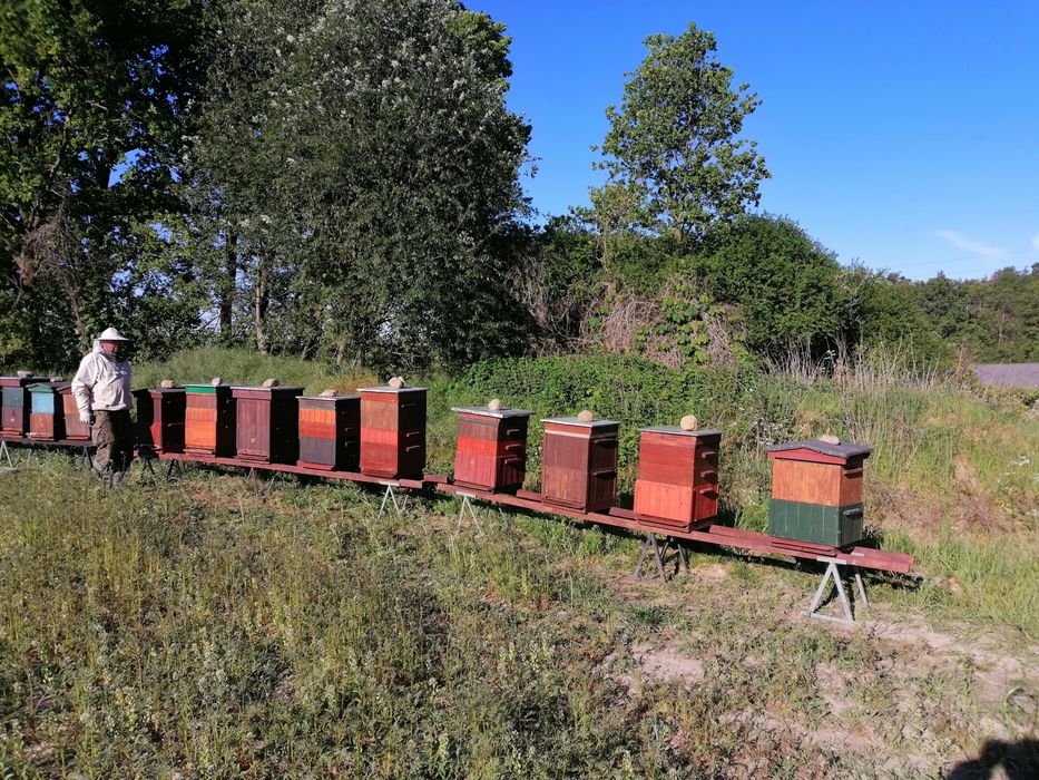 Miód wczesny wielokwiat