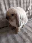 Królik mini lop miniaturka