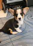 Welsh Corgi Cardigan szczenię