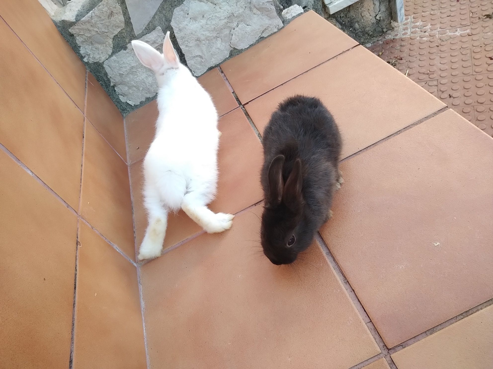 Vendem-se coelhos anões em Lourinhã