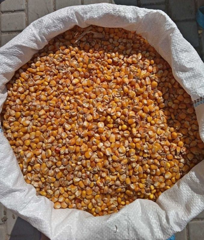 Продам фуражную кукурузу.