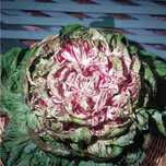 vendo sementes alface variegata catelfranco