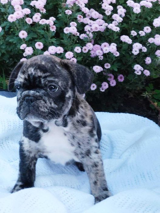 Французький бульдог