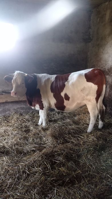 sprzedam jałówkę wysokocielną