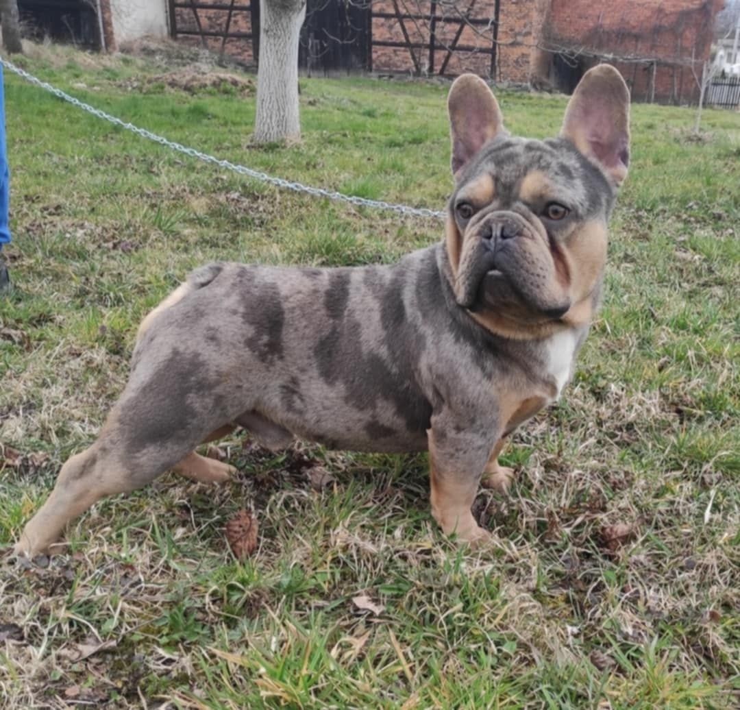Buldog francuski usługa krycia