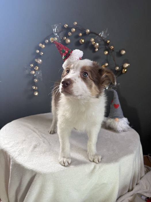 Border Collie Chocolate fantAUstico