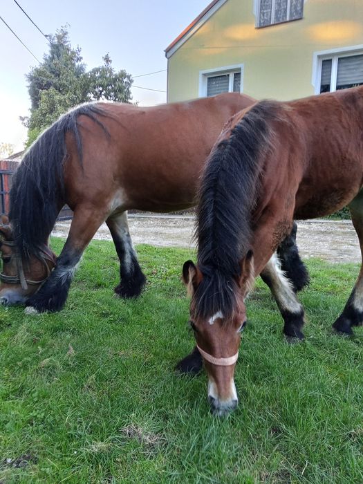 Sprzedam klacz zimnokrwista