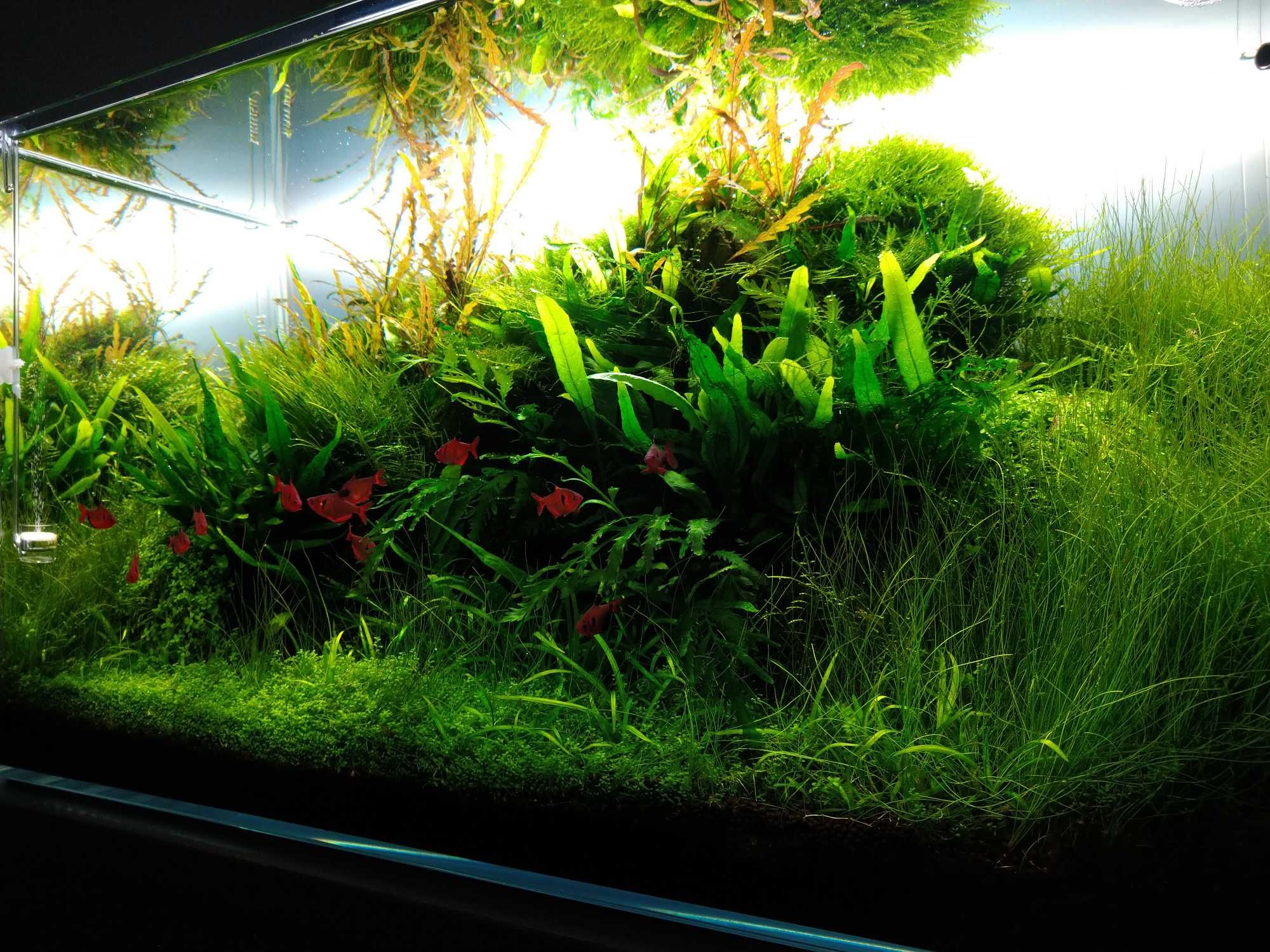 Mech stringy moss Mech do akwarium