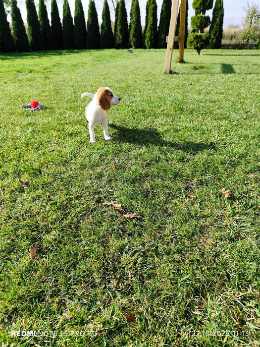 Suczka Beagle gotowa do odbioru metryka czip wyprawka