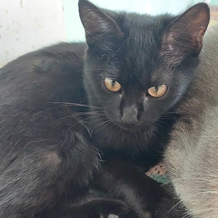 Чорна шоколадочка чекає на родину.