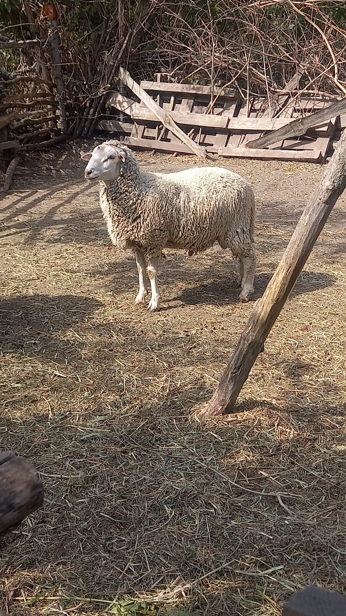 Продам ягня, ярочка