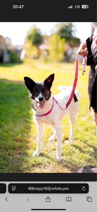 Прилаштовуєтьчя собака