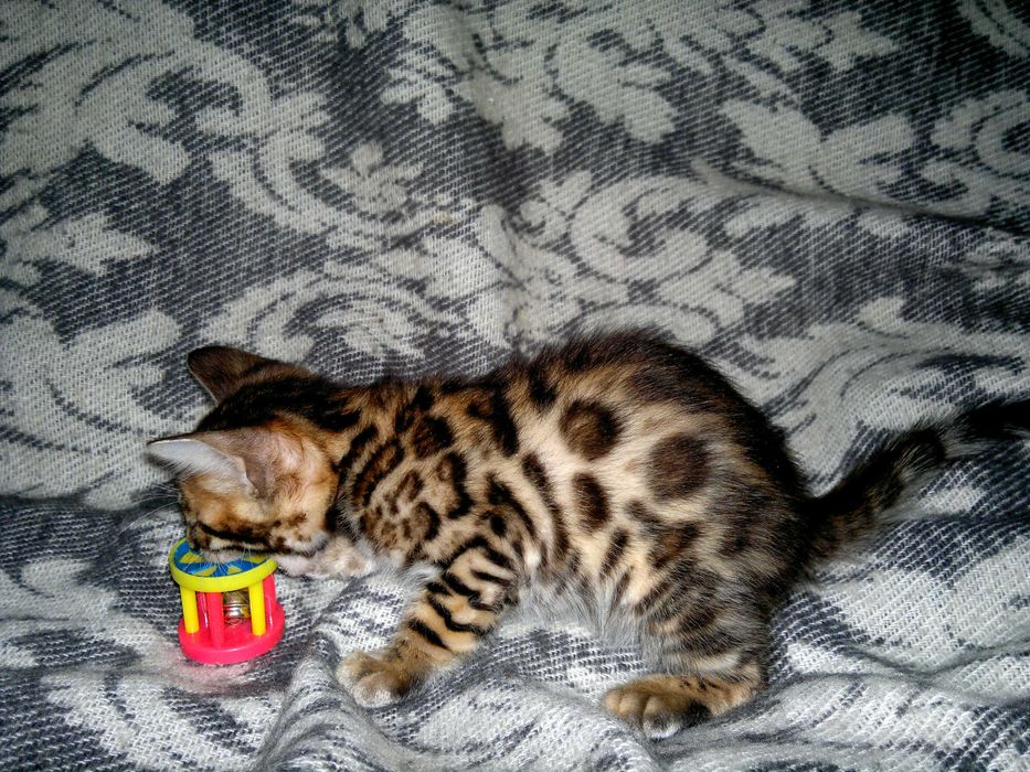 Чистокровний бенгальчик з документами WCF