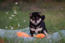 Shiba samiec z rodowodem ZKwP FCI po Championach