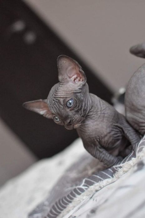 Kocurek Sfinks wcf super cena