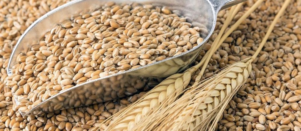 ПРОДАМ зерно пшениці!