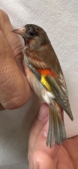 Excelente ave diferente