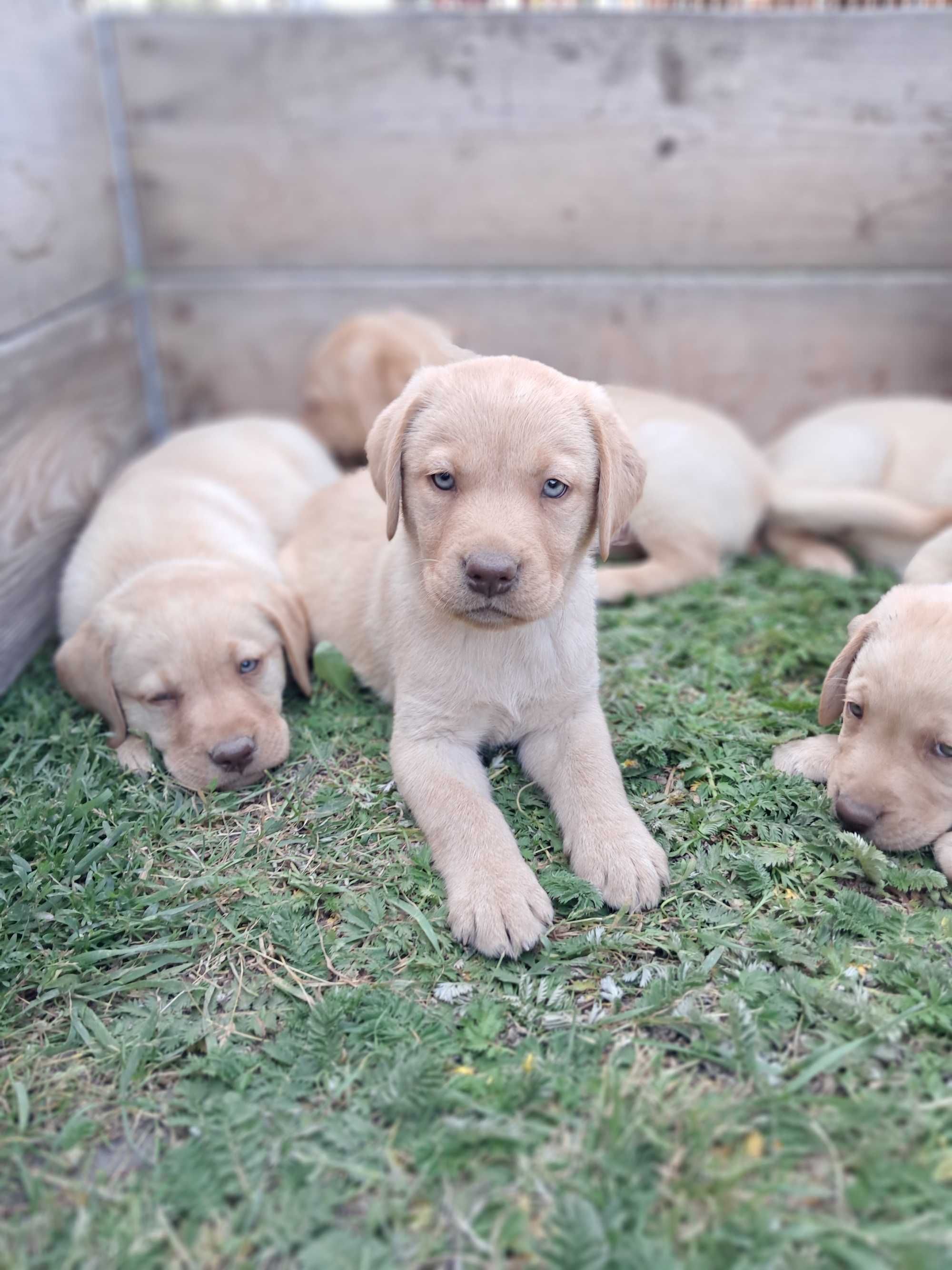 Sprzedam Labrador Retriever