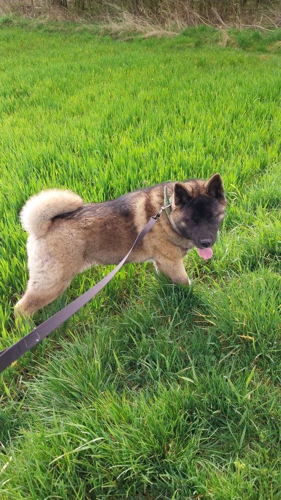 Piesek akita amerykańska