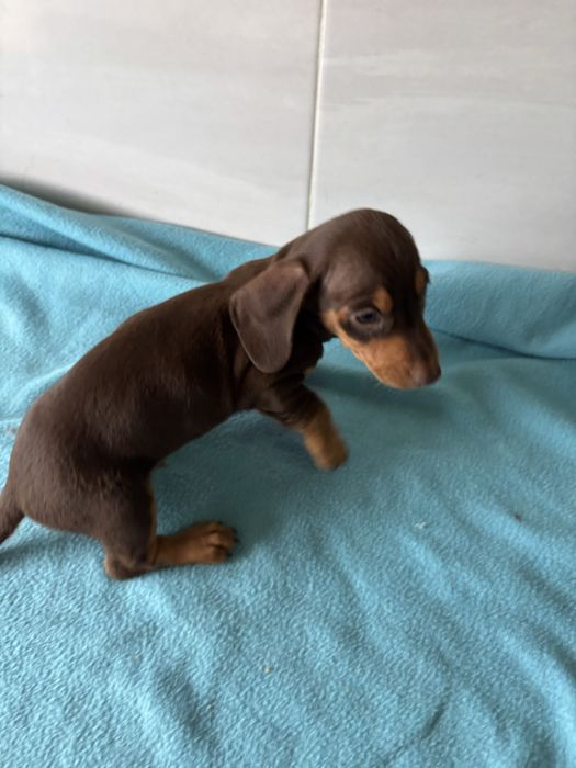 Teckel miniatura macho