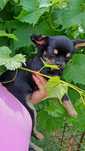 Czarno-podpalany długowłosy chihuahua samiec gotowy do odbioru/rodowód