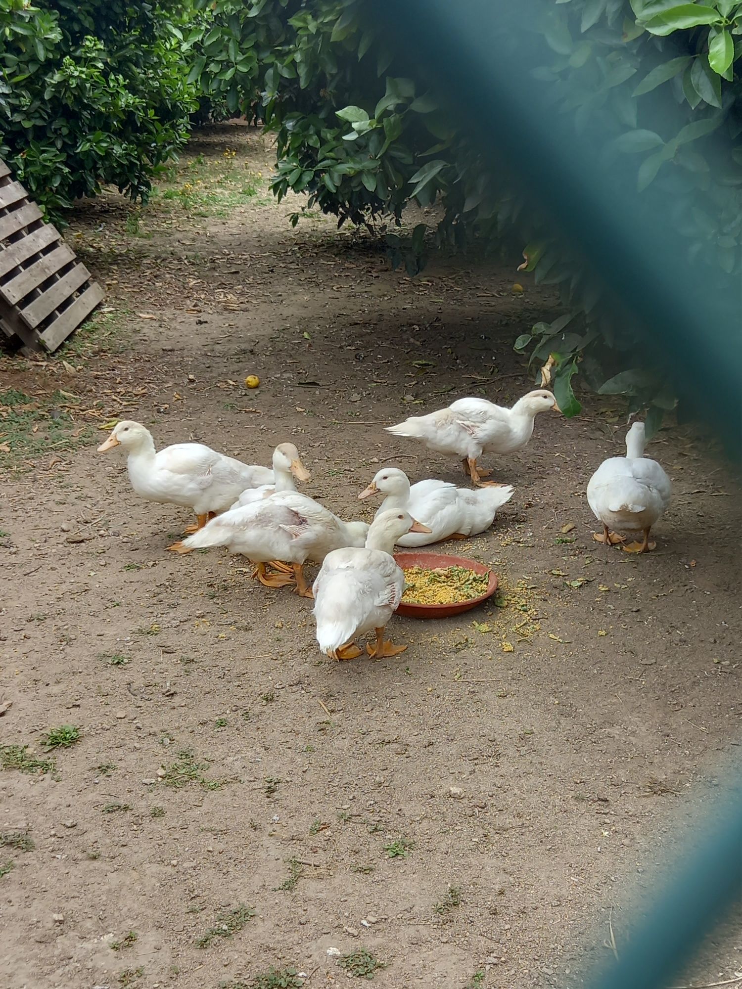 Patos Brancos, Patos Reais, Patos mudos, casais de garnisos