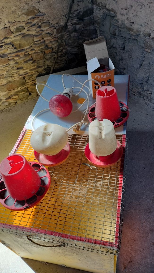 Criadeira de pintos com lampada