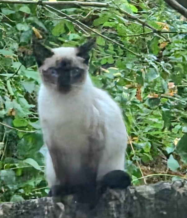 Gato Siamês - adopção responsavel