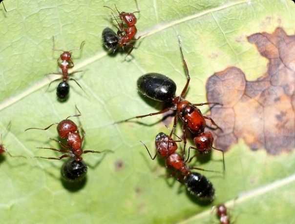 Экзотические муравьи Camponotus vanispinus формикарий