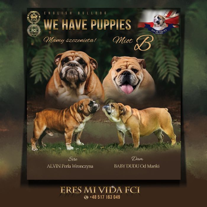 Buldog angielski Piesek ZKwP/FCI