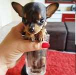Pinscher minitura menina0