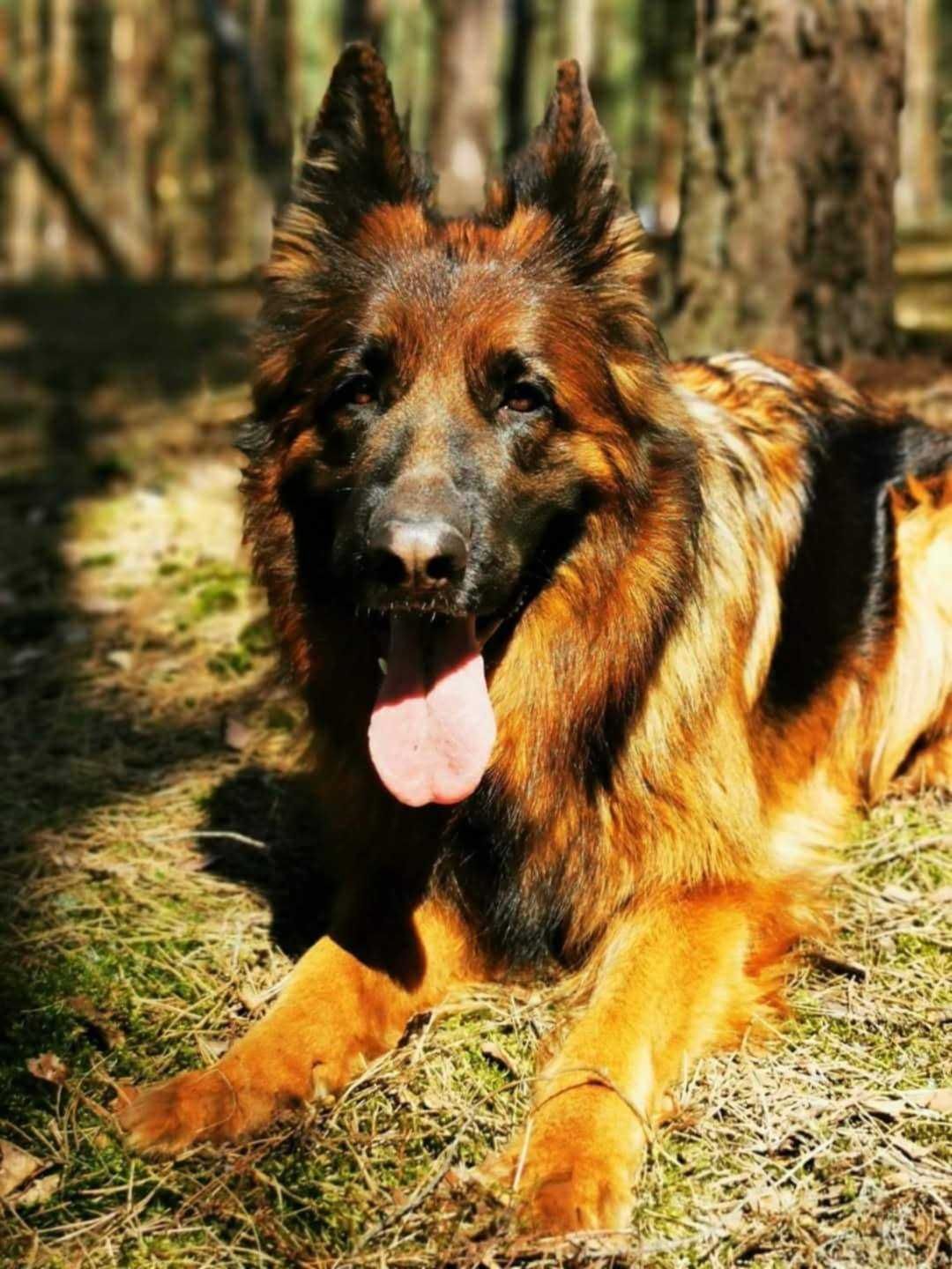 owczarek niemiecki długowłosy (piesek)