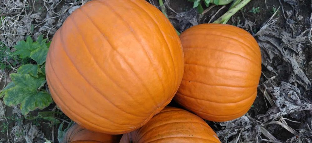 Dynia halloween.