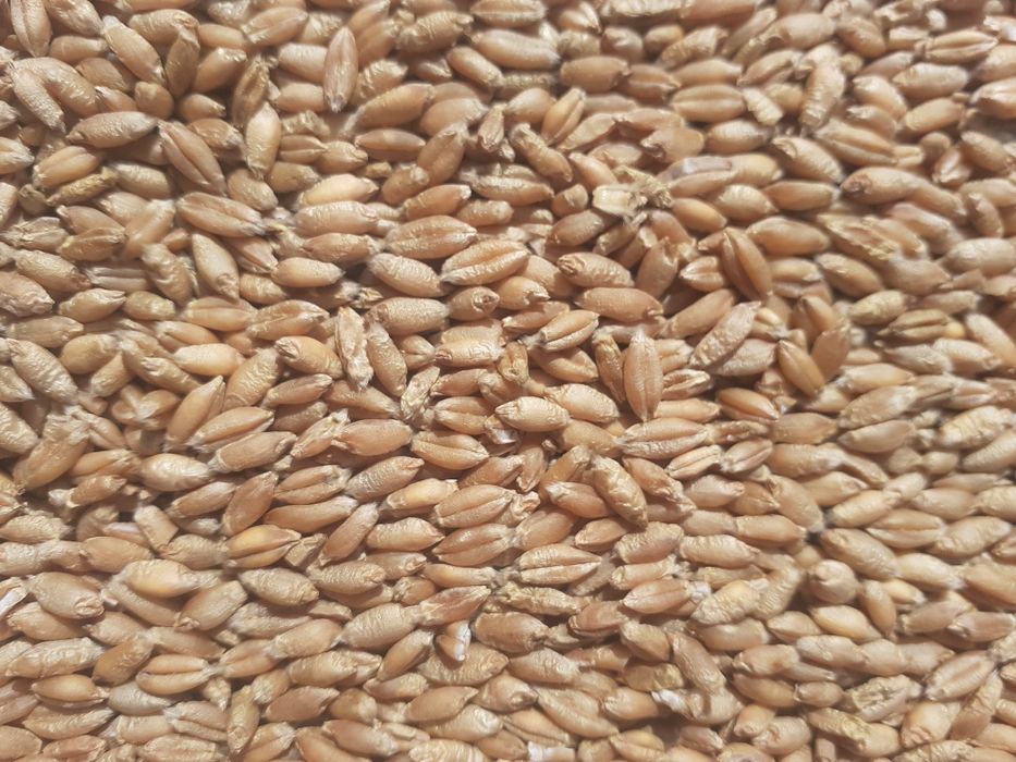 Pszenżyto ozime TADEUS