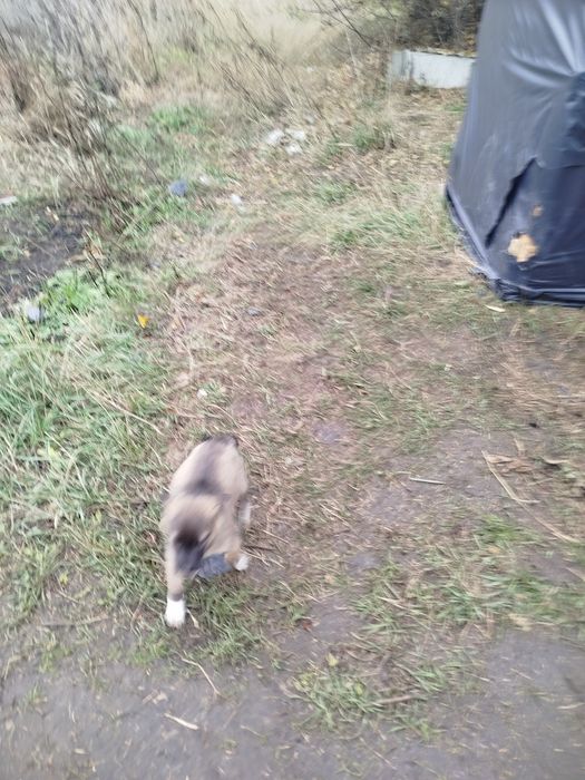 Віддамо в добрі руки