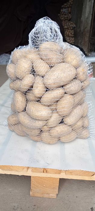 Sprzedam ziemniaki catania