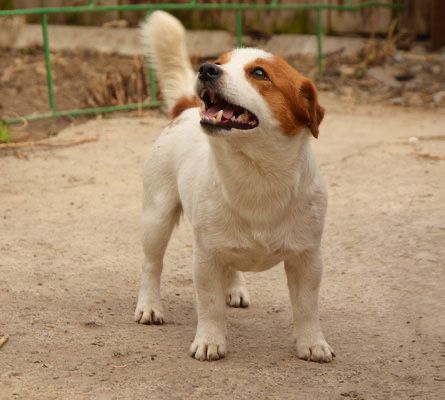 Мультичемпіон джек рассел вязка