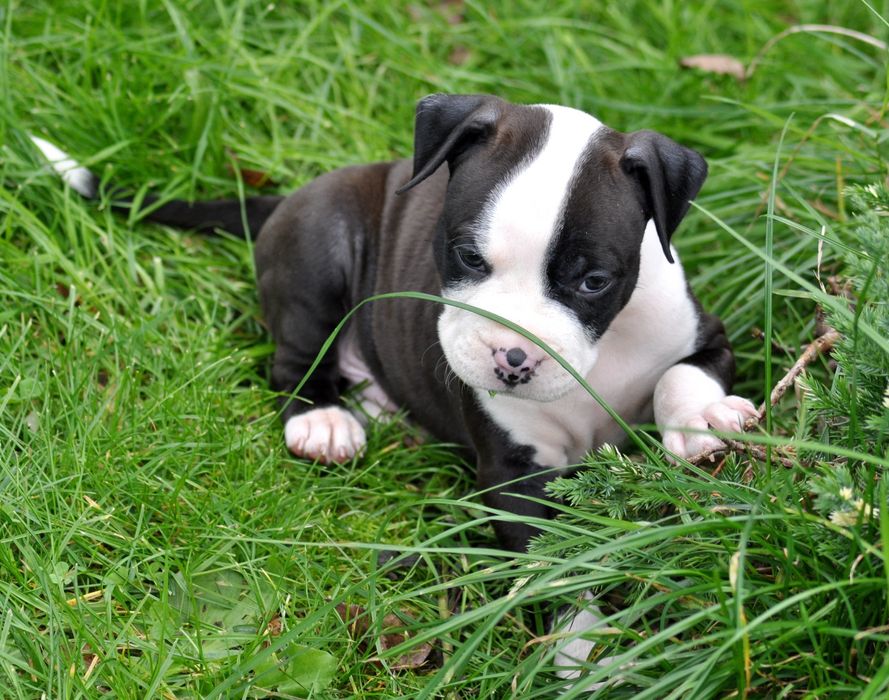 Amstaff American Staffordshire Terrier ZKWP/FCI piesek po championach