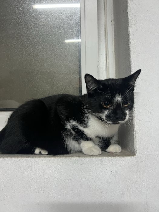 Gatinhos de 5 meses para adocao responsavel