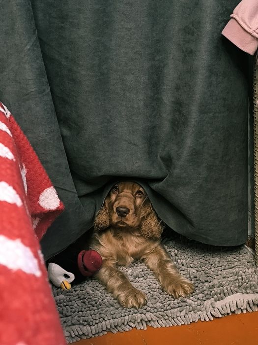 Англійський кокер спаніель