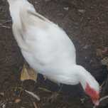 Patos mudos machos