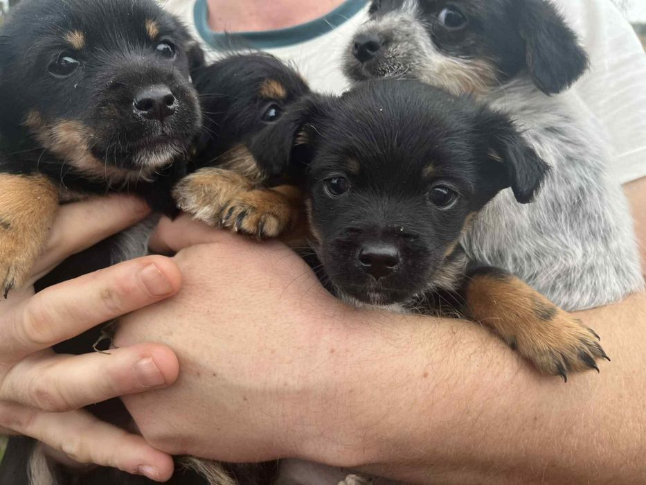 Oddam za darmo pieski