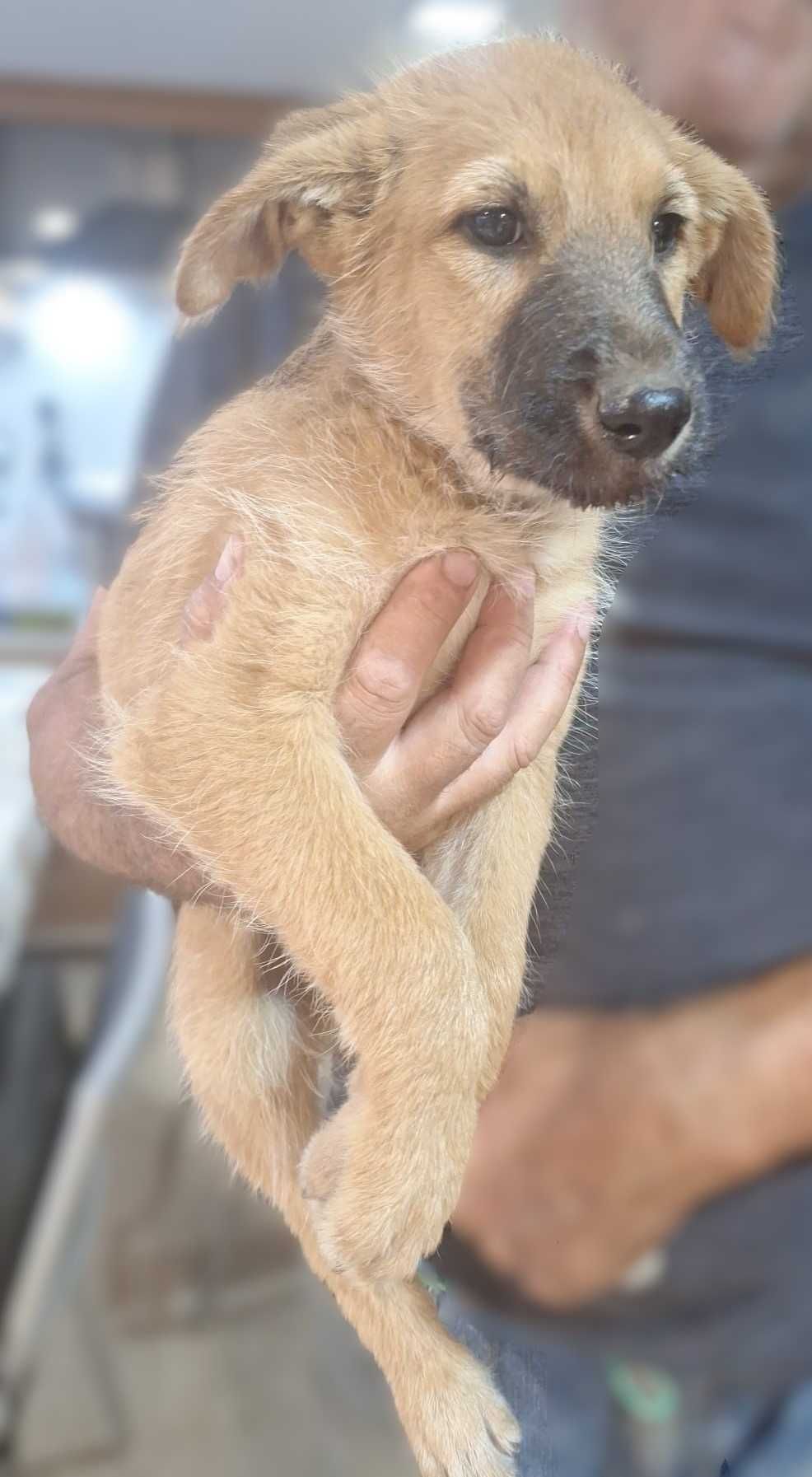 Cão macho para adopção responsável