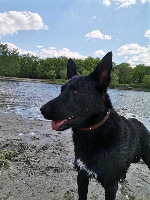 Кобель на вязку 2.5 года